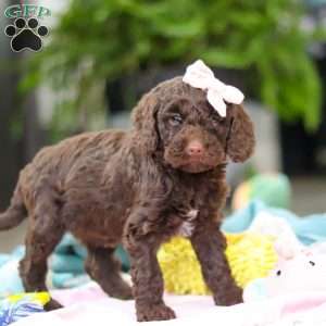 Bella, Mini Goldendoodle Puppy